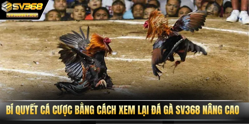 Bí quyết nâng cao kỹ năng cá cược bằng cách xem lại đá gà SV368