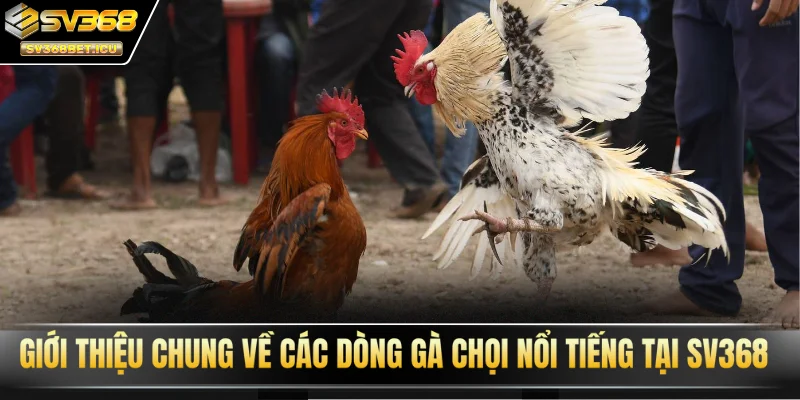 Giới thiệu chung về các dòng gà chọi nổi tiếng tại SV368
