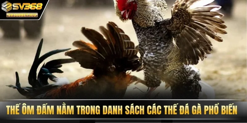 Thế ôm đấm nằm trong danh sách các thế đá gà phổ biến 