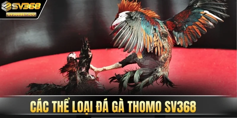 Các thể loại đá gà Thomo SV368