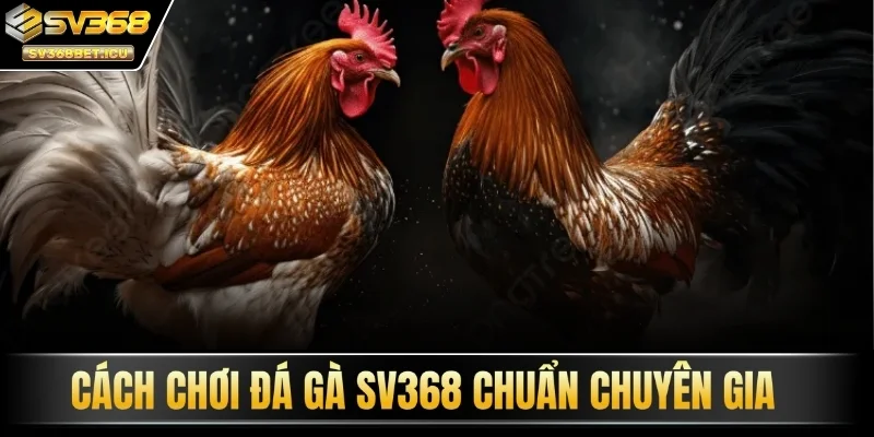 Cách chơi đá gà SV368 chuẩn chuyên gia