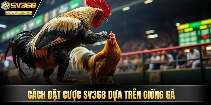 Cách đặt cược SV368 dựa trên giống gà