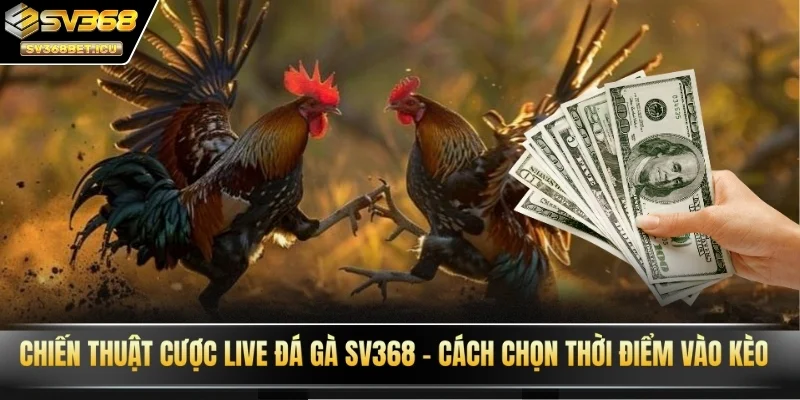 Chiến thuật cược live đá gà SV368 - Cách chọn thời điểm vào kèo