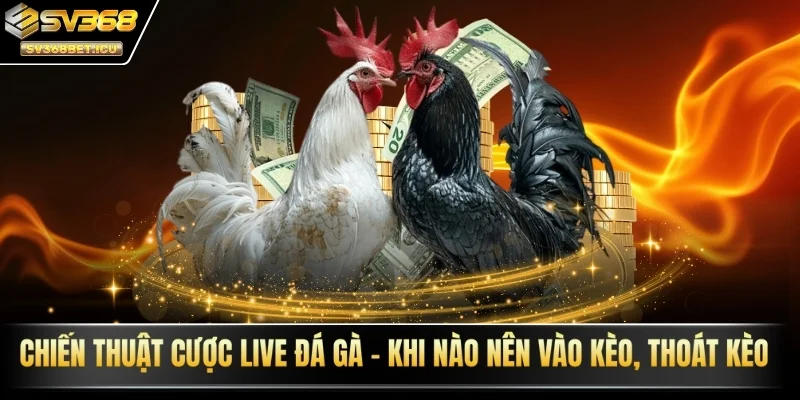 chiến thuật cược live đá gà