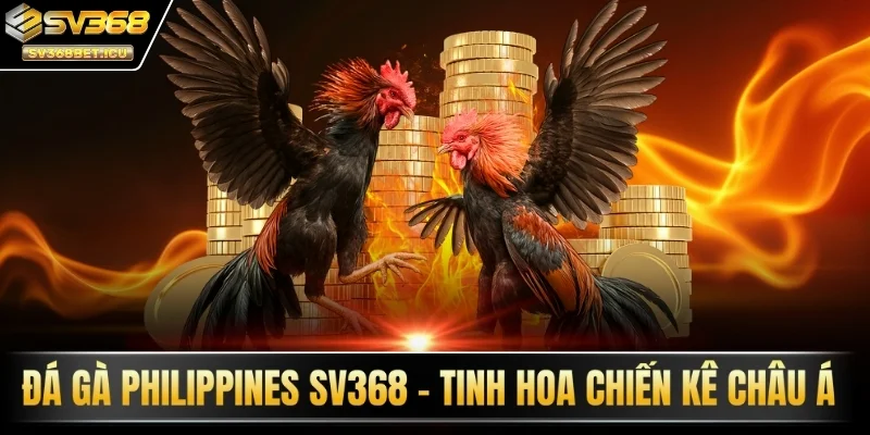 Đá gà Philippines SV368