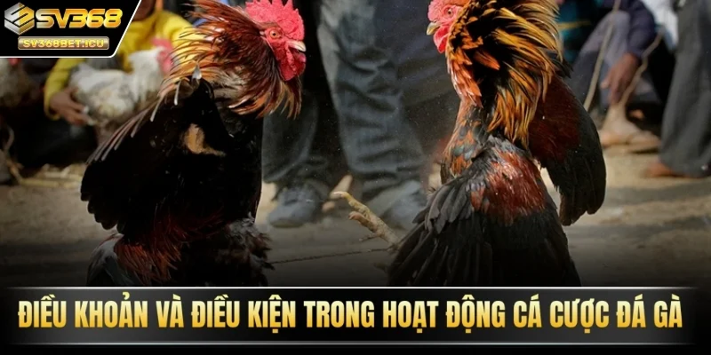 Điều khoản và điều kiện trong hoạt động cá cược đá gà