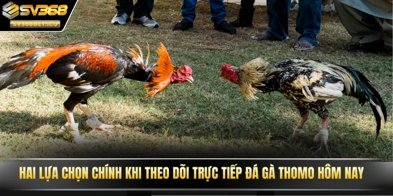 Hai lựa chọn chính khi theo dõi trực tiếp đá gà Thomo hôm nay
