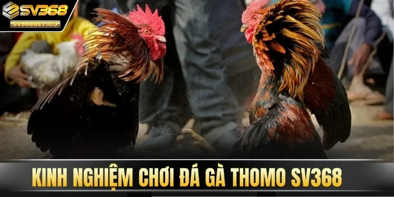 Kinh nghiệm chơi đá gà Thomo SV368