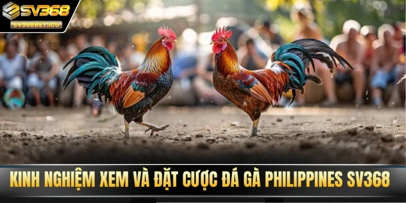 Kinh nghiệm xem và đặt cược đá gà Philippines SV368