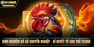 Kinh nghiệm đá gà chuyên nghiệp