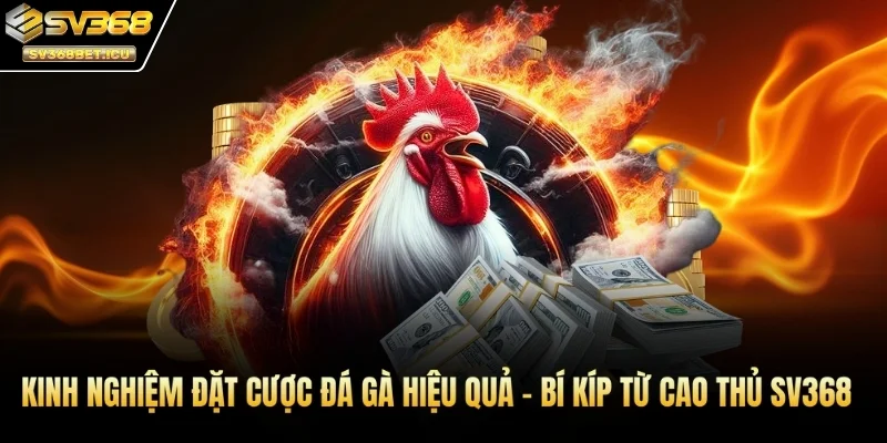 kinh nghiệm đặt cược đá gà