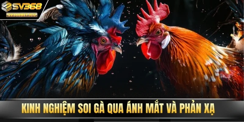 Kinh nghiệm soi gà qua ánh mắt và phản xạ