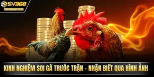 kinh nghiệm soi gà