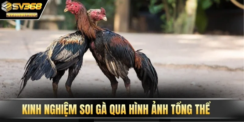 Kinh nghiệm soi gà SV368 qua hình ảnh tổng thể