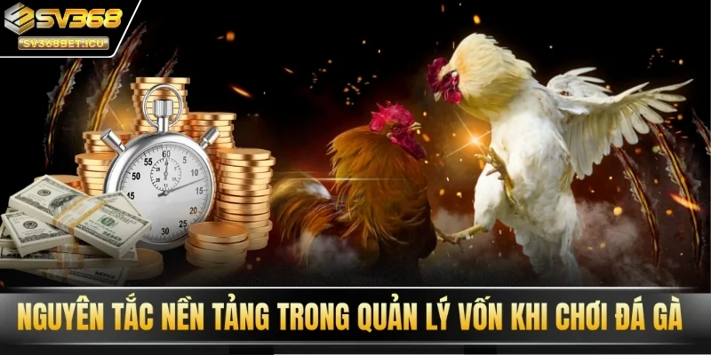 Nguyên tắc nền tảng trong quản lý vốn khi chơi đá gà