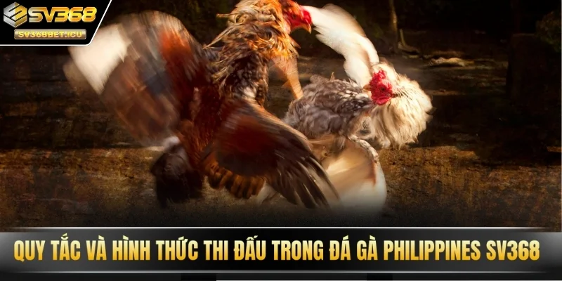 Quy tắc và hình thức thi đấu trong đá gà Philippines SV368