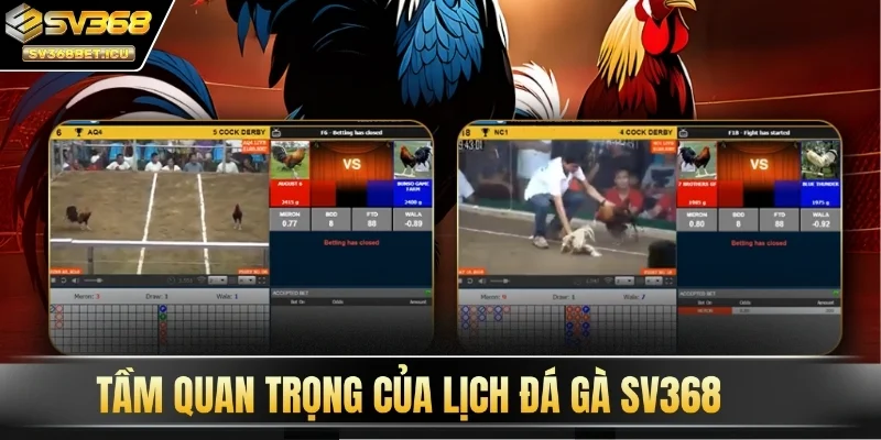 Tầm quan trọng của lịch đá gà SV368