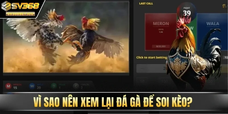 Vì sao nên xem lại đá gà để soi kèo?